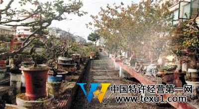 刘光嘉出示博物馆内部图片中,摆放着各种盆景。 刘光嘉出示博物馆内部图片中,摆放着各种盆景。