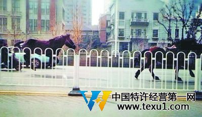 武汉:骏马闹市逆行狂奔 两男子骑摩托追10里驯服