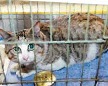 妇人冬至拜神酿火灾灵猫嚎叫惊动邻居报警（图）