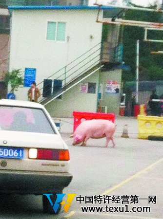 “二师兄”惊现练车场 原来是作福利的(图)