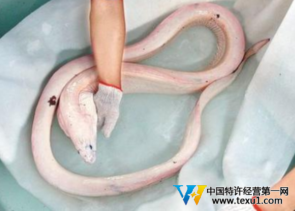 活体白龙王现身墨西哥浅海惊呆游客